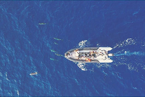 Observation de dauphins dans le sanctuaire Pélagos lors d’une excursion au départ de Saint-Raphaël