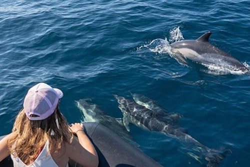 Navigation en haute mer vers le sanctuaire Pélagos à bord du navire amiral SIMONE