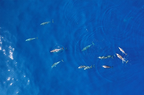 Groupe de dauphins observés en milieu naturel lors d’une sortie en mer naturaliste