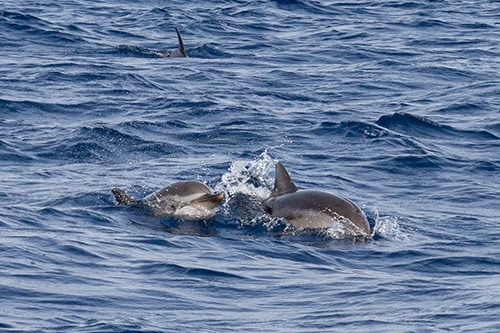 Dauphins évoluant librement au large pendant une excursion d’observation des cétacés