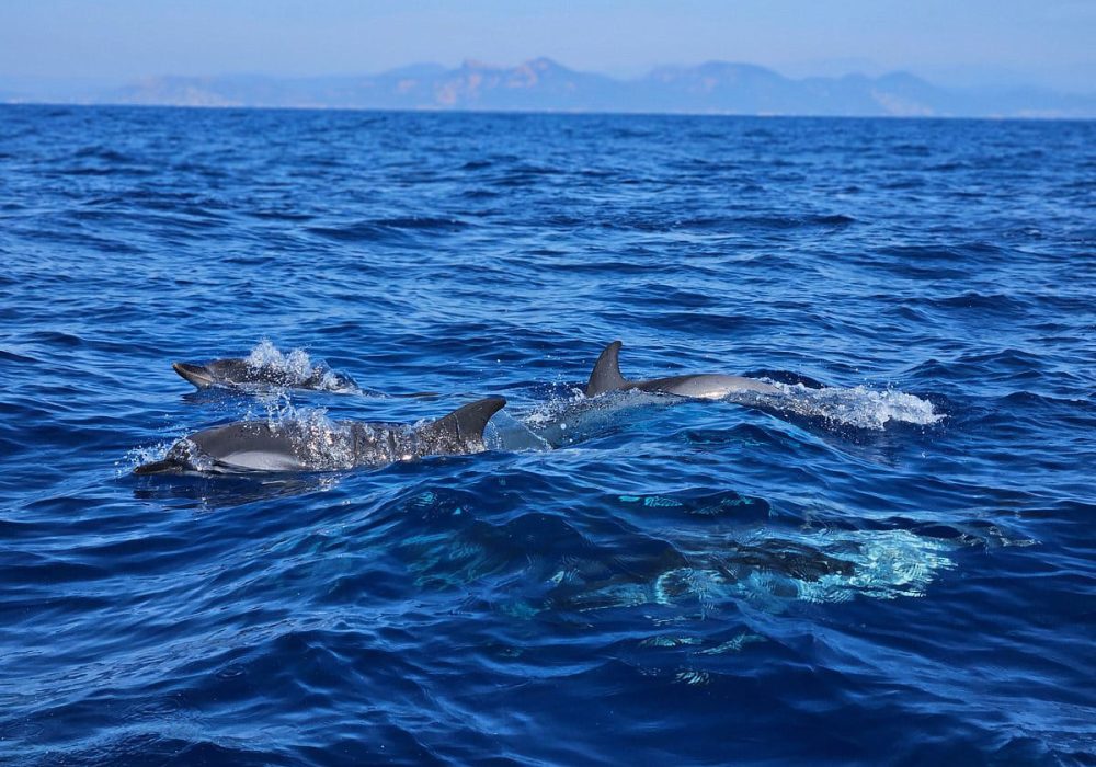 Sensibilisation au milieu marin et à la biodiversité lors d’une sortie dauphins en mer