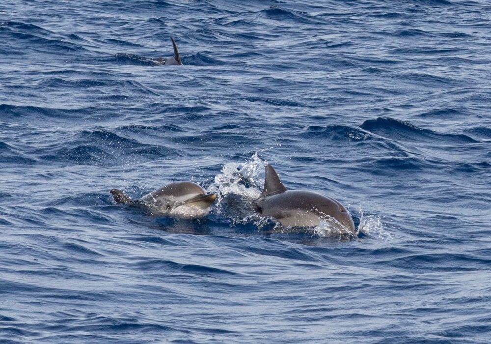 Rencontre avec la faune marine du sanctuaire Pélagos lors d’une excursion naturaliste