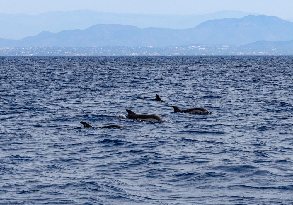 Équipage passionné partageant ses connaissances lors d’une sortie dauphins et cétacés